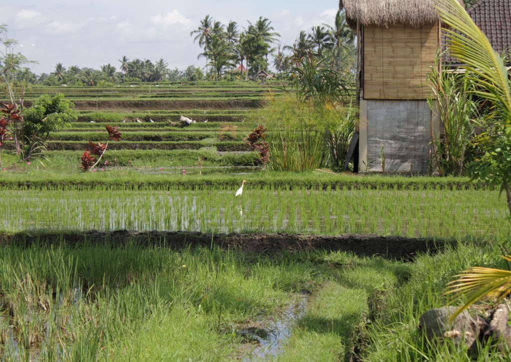 Rice paddies and a house in Ubud, Bali