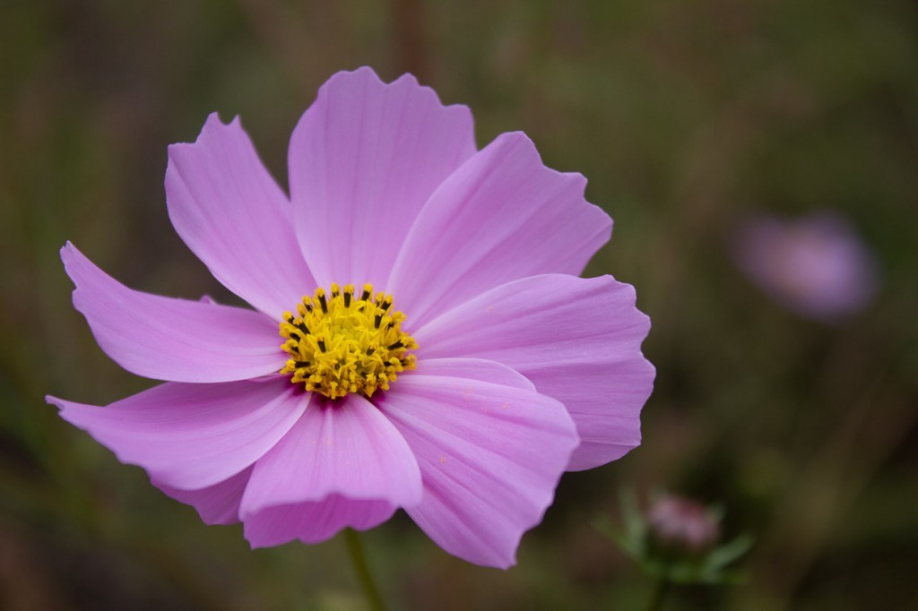 Blowsy pink wildflower in Tiger Leaping Gorge