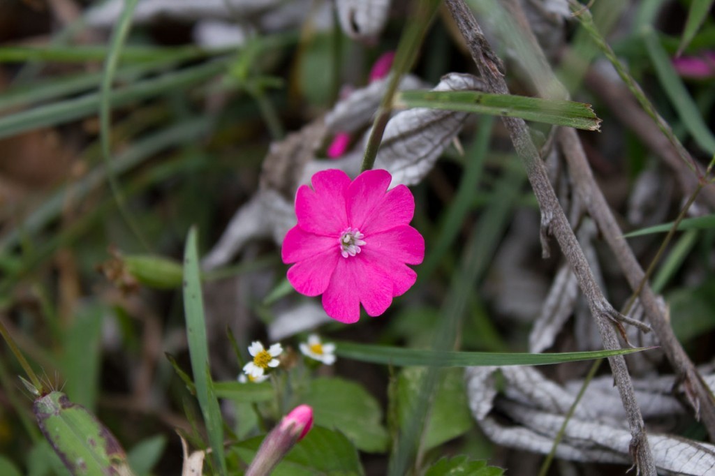 Hot pink wildflower in Tiger Leaping Gorge, Yunnan, China