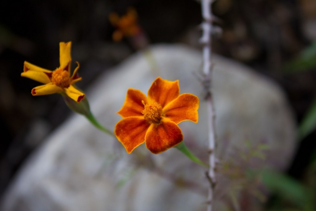 Orange and gold wildflower in Tiger Leaping Gorge, China.