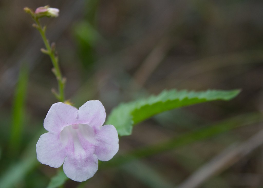 Rose pink wildflower in Tiger Leaping Gorge