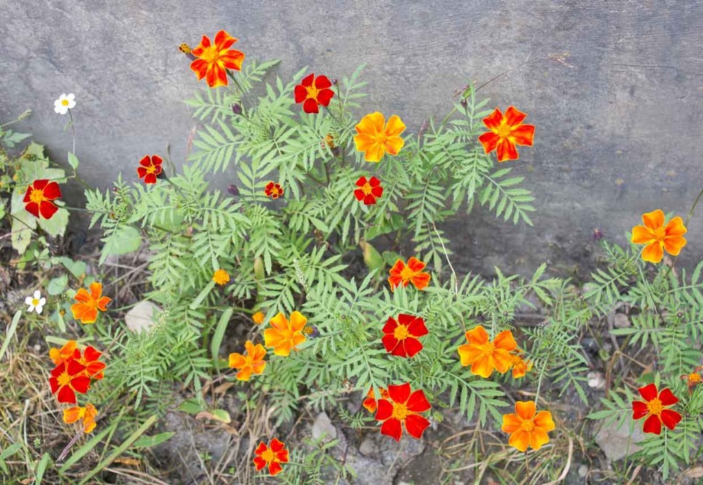 Wildflowers growing against sheer rock, Tiger Leaping Gorge.