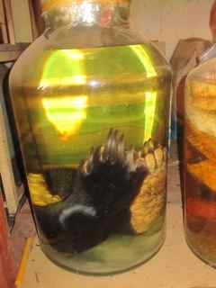 bear-paw-rice-whisky-laos Jar of rice whisky with bear paws, service station, Laos