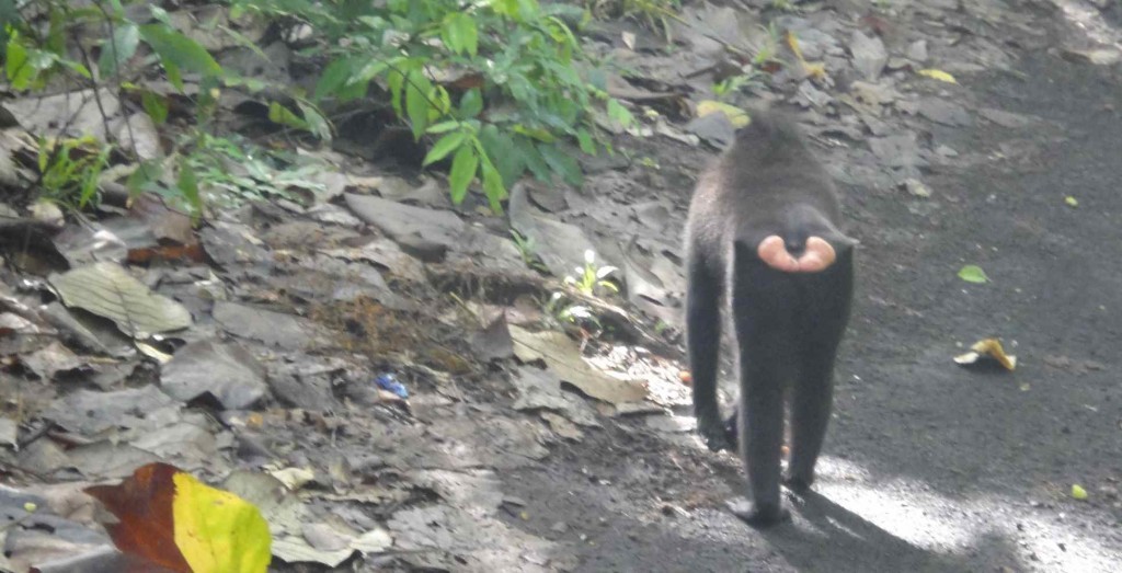 A black macaque in Sulawesi, Indonesia, with his pink buttock padding displayed.
