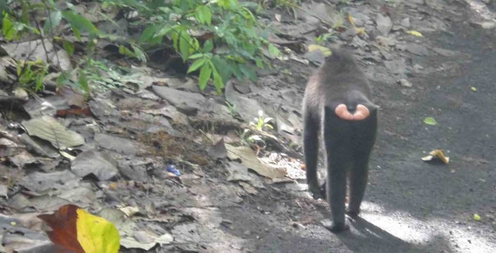 black macaque with arse on display A black macaque in Sulawesi, Indonesia, with his pink buttock padding displayed.