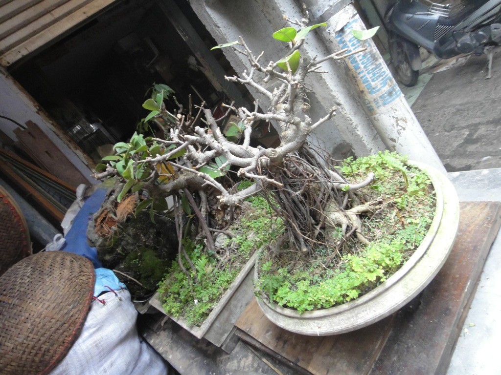 bonsai_market_hanoi_vietnam Bonsai pots in market, hanoi, vietnam.