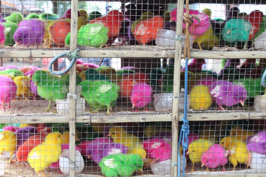 Chicks dyed orange, pink, green, purple and yellow for sale at a Bali cremation.