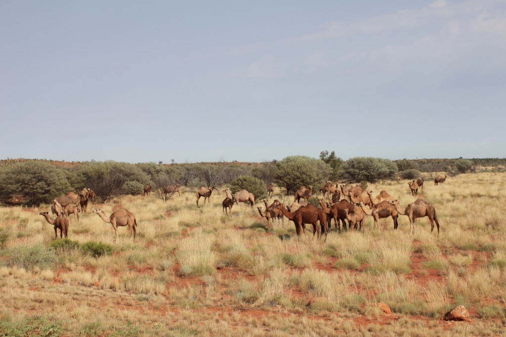 camels in the outback Feral camels by the Stuart Highway in Outback Australia.