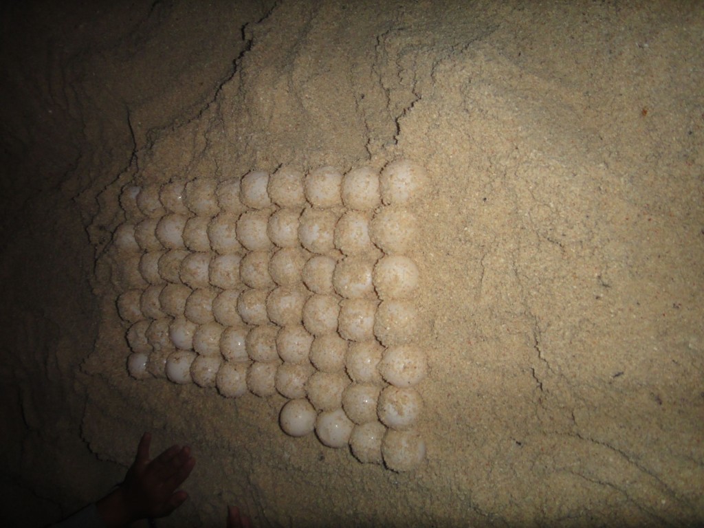 clutch of turtle eggs, pulau derawan