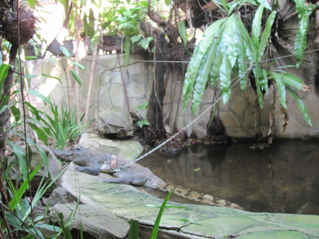 crocodile-snake-house-sihanoukville-cambodia Chained crocodile at Snake House restaurant, Sihanoukville, Cambodia