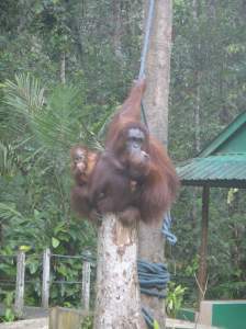 Mother orang utan sitting in tree, with baby peeking out from her back, Semanggoh, Sarawak, Borneo, Malaysia.