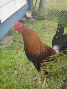 Fighting cock, with comb razored off, tethered by one ankle on the village green. Belaga, Sarawak, Borneo, Malaysia.