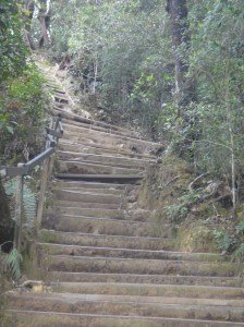 Wood-edged earth steps at beginning of Summit Trail. Mount Kinabalu.