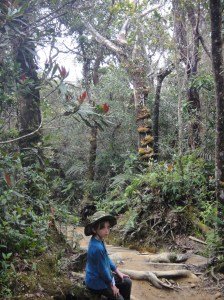 Z in the lush, cool, mossy forest of the lower slopes of Mount Kinabalu.