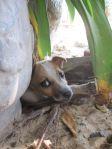 Puppy at roadside stall, Mui Ne, Vietnam