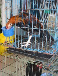 Young fighting cock stretches his neck out of his cage to drink from a bowl of water. Kapit, Sarawak, Borneo, Malaysia.
