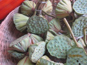 Lotus Flowerheads for Sale by the Roadside, Cambodia