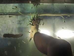 Doctor Fish Clustering Round my Foot