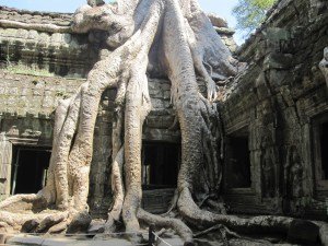 Tree roots consuming buildings at Ta Prohm
