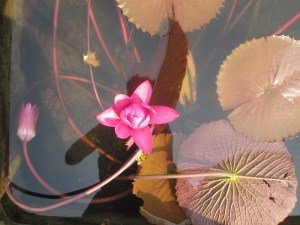 Lotus Bud, Thien Mu Pagoda, Vietnam