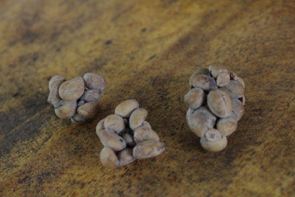 kopi luwak turds Kopi luwak: civet poop full of coffee beans used to make the world's most expensive coffee