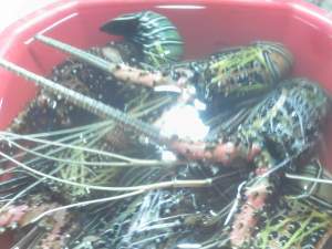 Spiny lobsters on sale at the market, Puerto Princesa, Palawan, Philippines