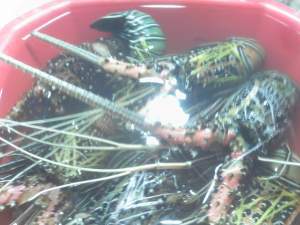 Lobsters_Puerto_Princesa_Palawan_Philippines Spiny lobsters on sale at the market, Puerto Princesa, Palawan, Philippines