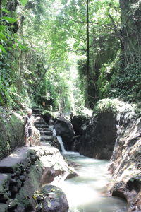monkey forest river Z by the river that flows through Monkey Forest, Ubud. A charming jungle vista.