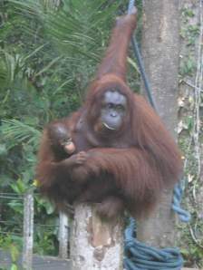 Orangutan mother cradling her one year old child: Semanggoh Orang Utan Rehabilitation Centre, Sarawak, Borneo, Malaysia