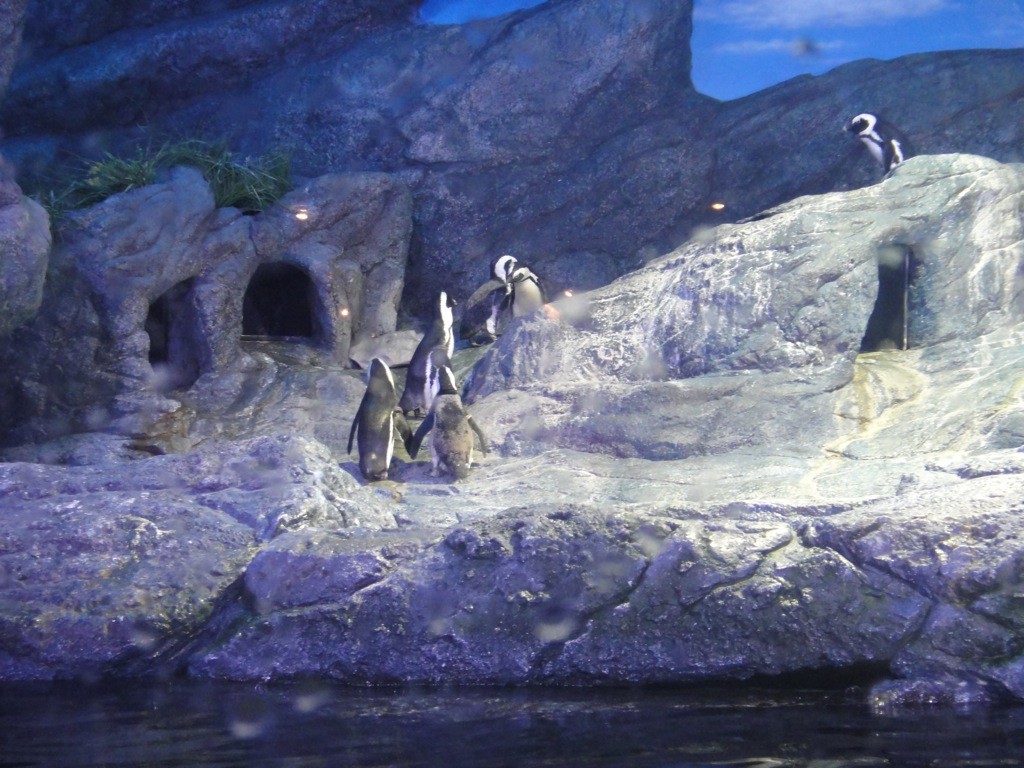 African penguins at Siam Ocean World African penguins exploring their rocky home, behind glass at Siam Ocean World Aquarium, Bangkok Aquarium.