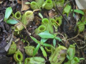 Cluster of green pitcher plants, cups open to capture insects: Semanggoh, Sarawak, Borneo, Malaysia.