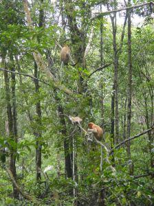 Orange, long nosed proboscis monkeys sit high in the mangroves. Tarakan, Indonesian Borneo.