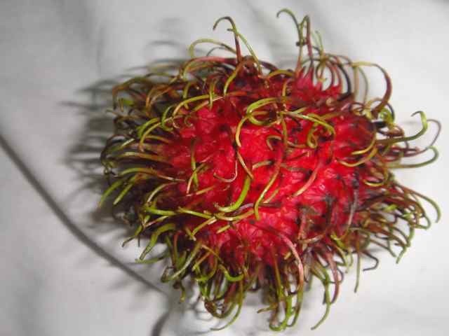 Rambutan A rambutan, with green tendrils emerging from its fuchsia rind.