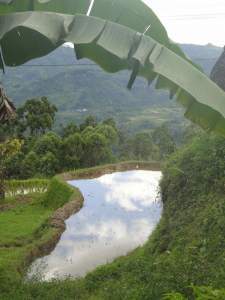 Banana leaf frames view of reflecting pool in paddy rice terraces. Tana Toraja, Sulawesi, indonesia.