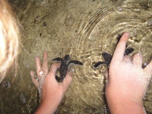 Little sunburnt hands releasing baby sea turtles off Pulau Derawan, Indonesia.