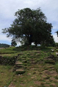 sacred tree with megalithic causeway in the village of todo, outside ruteng, flores, indonesia