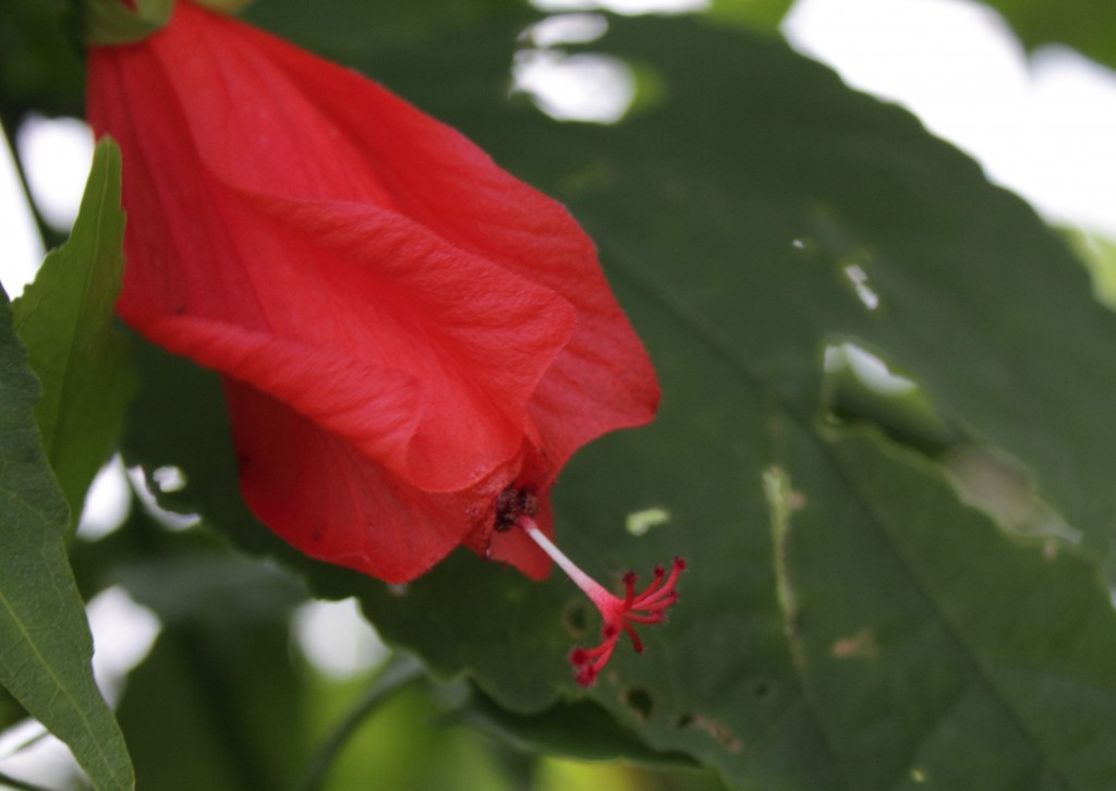 scarlet flower of the sleeping hibiscus nods half-closed against leaves