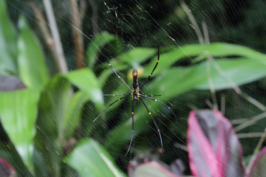 large black spider with golden body sits in her web