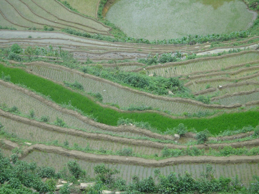 terraces_paddy_rice_sapa_vietnam Terraced hillside and paddy fields, Sapa, Vietnam.