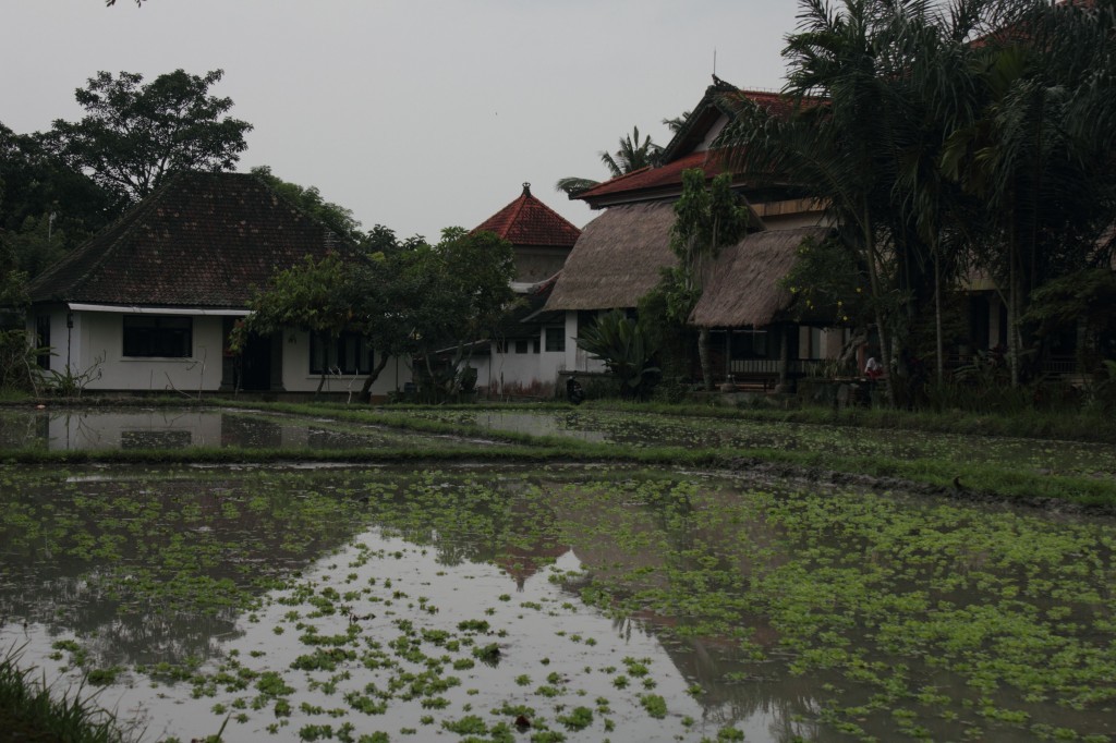 view over rice fields, ubud, bali