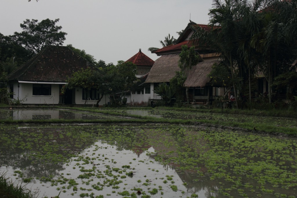 view over rice fields, ubud, bali view over rice fields, ubud, bali