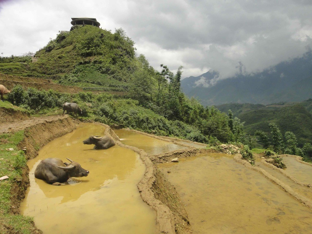 water_buffalo_flooded_rice_terrace_sapa_vietnam Water buffalo lazing in flooded rice terrace, Sapa, Vietnam.