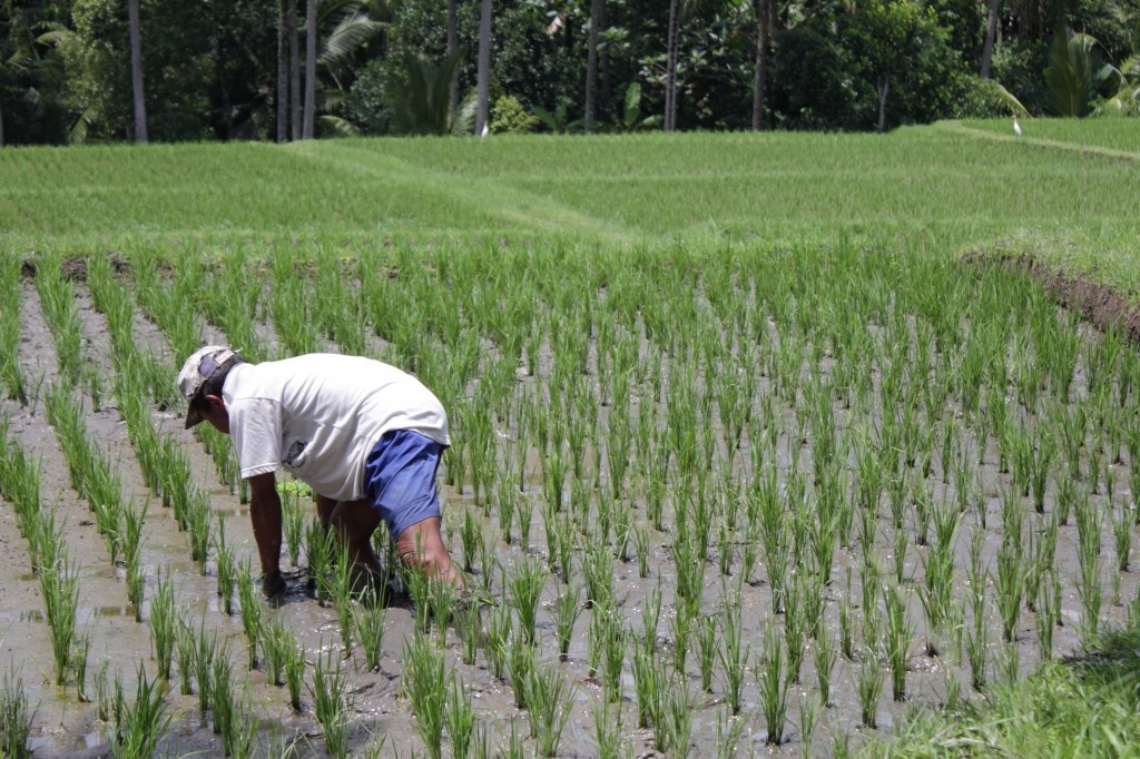 a man weeding in the rice fields, bali