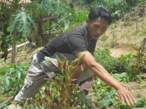 zhang working on his farm Hmong farmer tending herbs, Nam Ha protected area, Northern Laos.