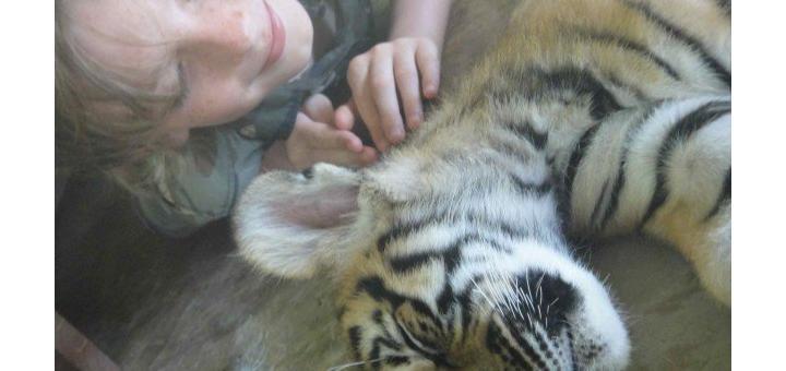 Z petting sleeping baby tiger, Tiger Kingdom, Chiang Mai, Thailand.