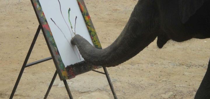 Elephant at an easel, using his trunk to paint. Mae Sa camp, Chiang Mai, Thailand.