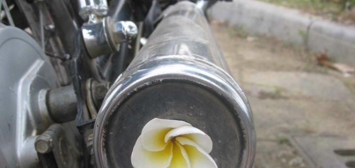 motorbike cylinder with frangipani flower.