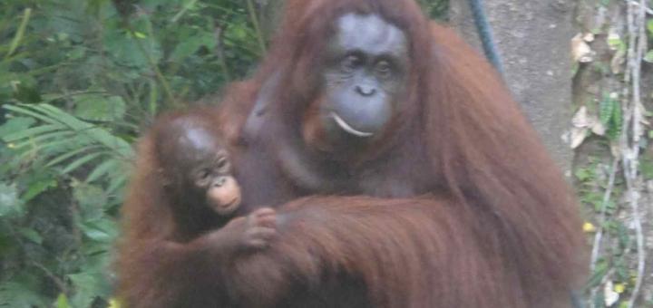 Orangutan mother cradling her one year old child: Semanggoh Orang Utan Rehabilitation Centre, Sarawak, Borneo, Malaysia