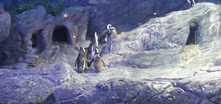 African penguins exploring their rocky home, behind glass at Siam Ocean World Aquarium, Bangkok Aquarium.
