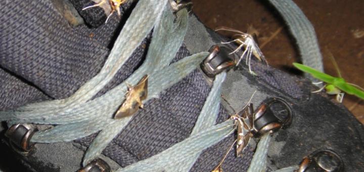 Hiking boot with yellow and green moths sipping moisture from it.